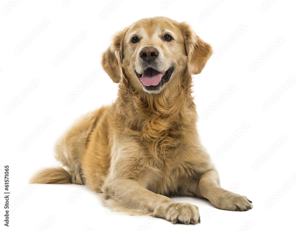 Golden Retriever lying, panting, 11 years old, isolated Golden Retriever lying, panting, 11 years old, isolated