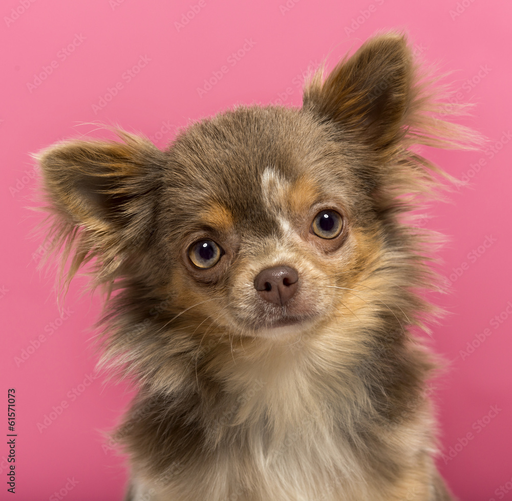 Close-up of a Chihuahua puppy, 6 months old on a pink background Close-up of a Chihuahua puppy, 6 months old on a pink background