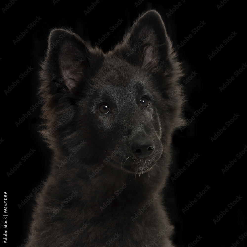 Greenland Dog puppy, 4 months old, on a black background Greenland Dog puppy, 4 months old, on a black background