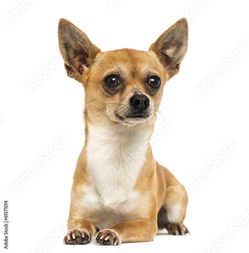 Chihuahua lying down, looking away, 2 years old, isolated
