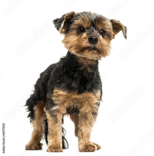 Yorkshire Terrier standing  looking away  6 years old  isolated