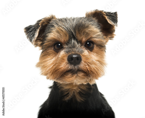 Photography Close-up of a Yorkshire Terrier looking severly at the camera