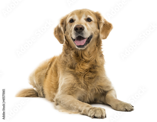 Golden Retriever lying, panting, 11 years old, isolated
