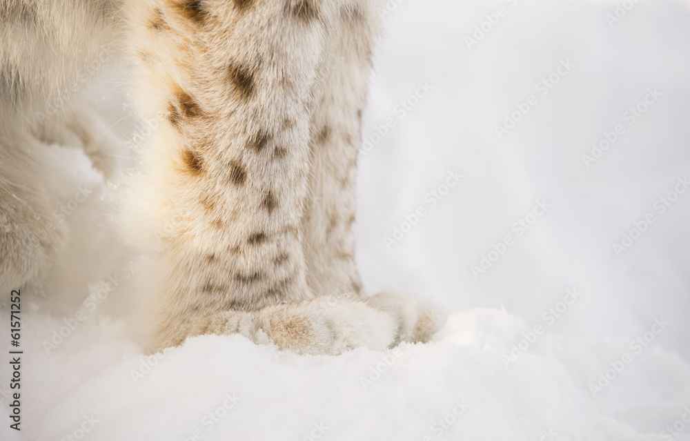 Obraz premium Lynx feet