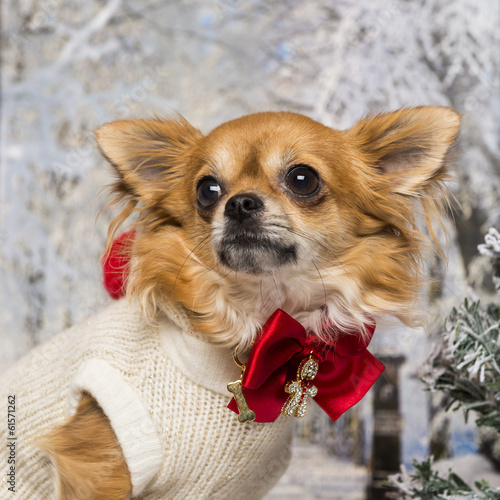 Fototapeta Naklejka Na Ścianę i Meble -  Close-up of a dressed-up Chihuahua in a winter scenery