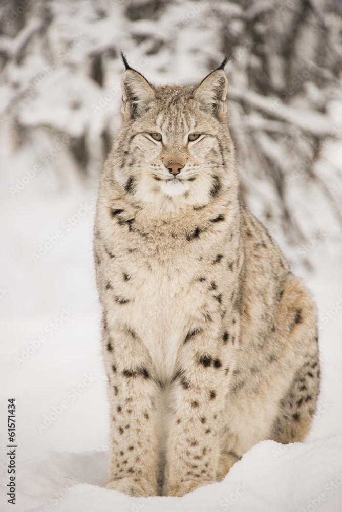 Fototapeta premium Lynx sitting