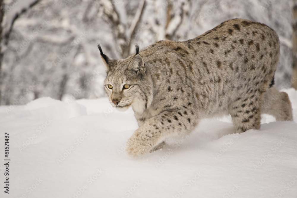 Fototapeta premium Hunting lynx