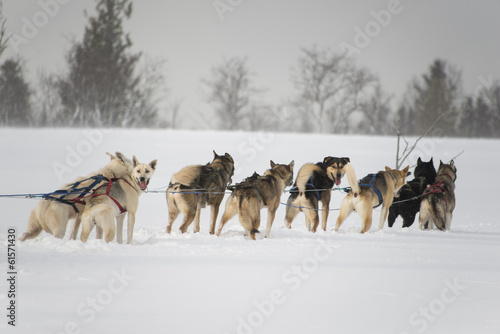 Photography Sled dogs