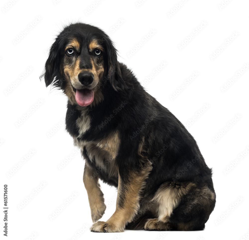 Side view of a Crossbreed dog panting, looking at the camera Side view of a Crossbreed dog panting, looking at the camera