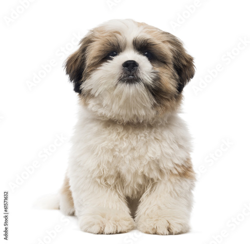 Front view of a Shih Tzu puppy lying, looking at the camera