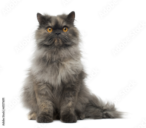 Fototapeta Naklejka Na Ścianę i Meble -  Front view of a cranky Persian cat sitting