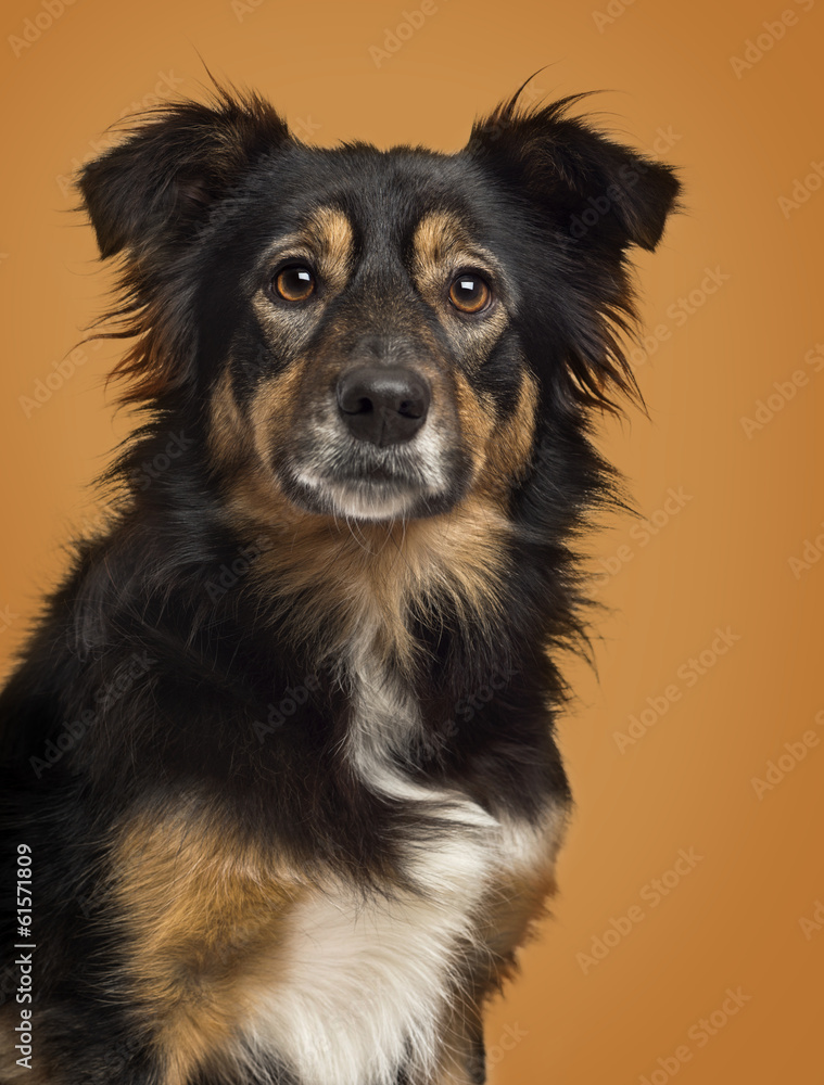 Close-up of a Border Collie on a brown background Close-up of a Border Collie on a brown background