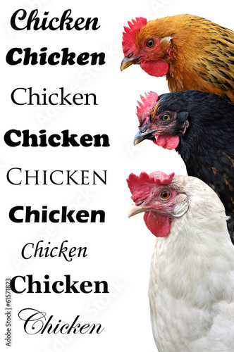 Three chickens Isolated On a white Background. Place Your Text.