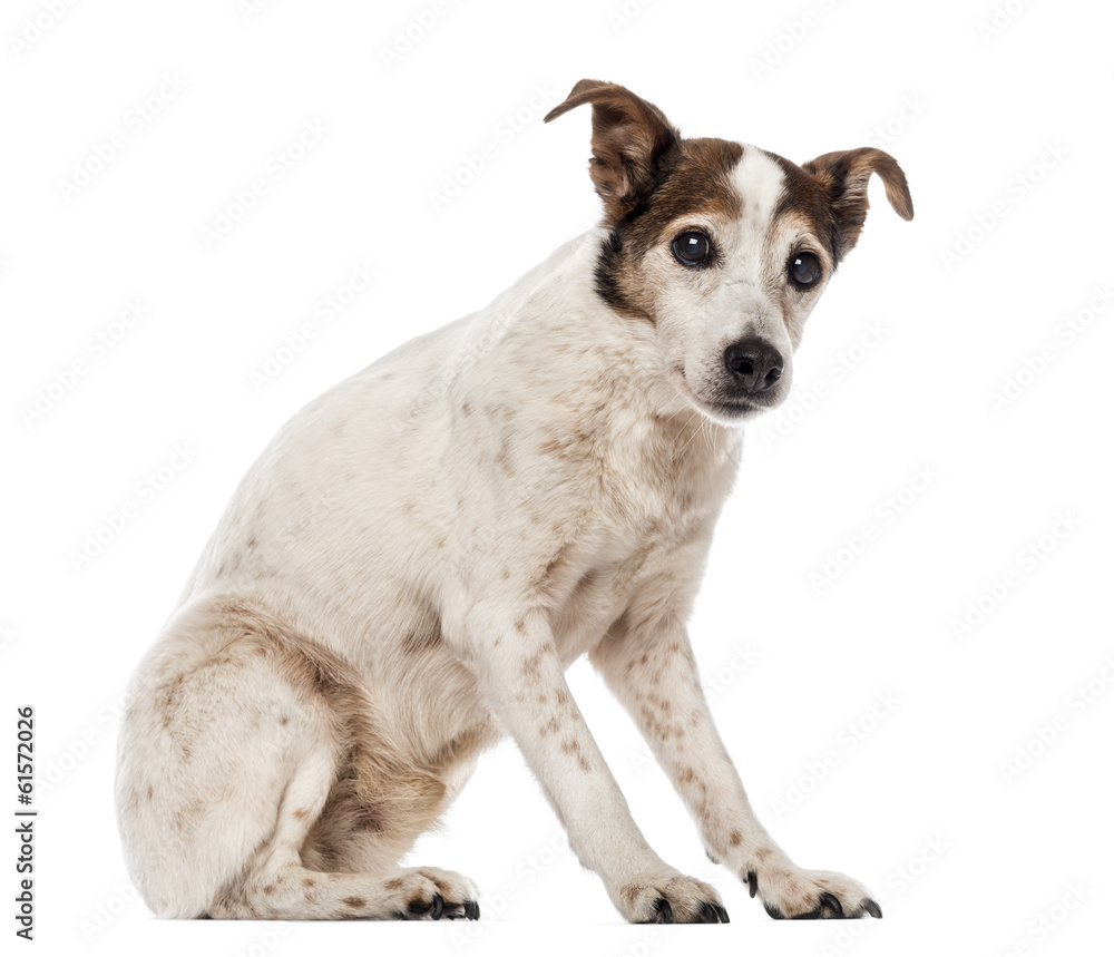 Old Jack Russell Terrier sitting, looking at the camera