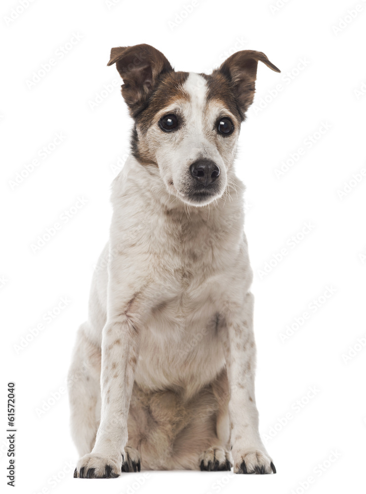 Old Jack Russell Terrier sitting, facing, 17 years old