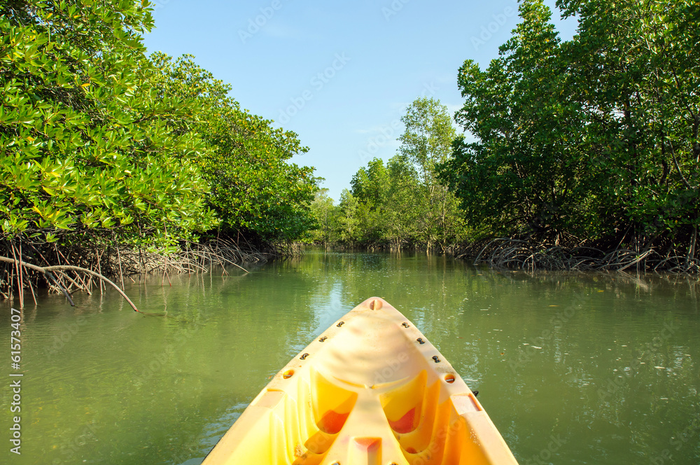 Fototapeta premium Kayaking through mangrove forest