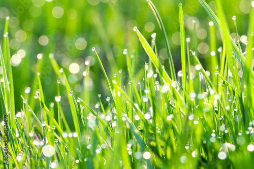 green grass on a lawn with dew drops