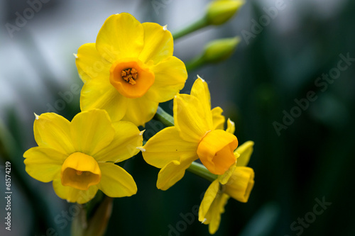 Fotoroleta roślina narcyz ładny kwiat żółty