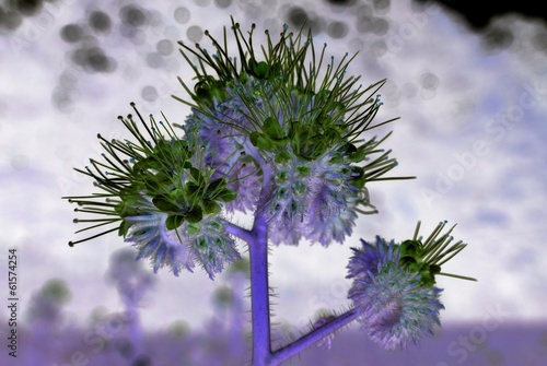 Blume