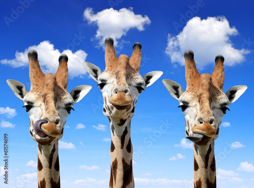 Canvas Print Giraffes