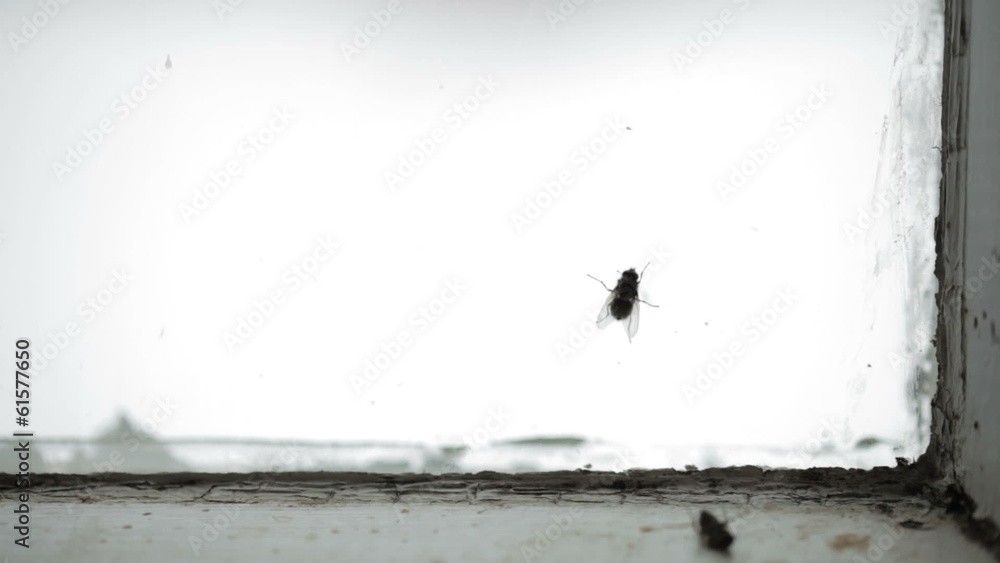Nasty Housefly on a Window Pane Nasty Housefly on a Window Pane