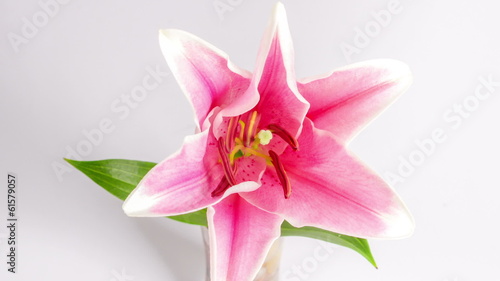 Blooming purple lily on white,timelapse