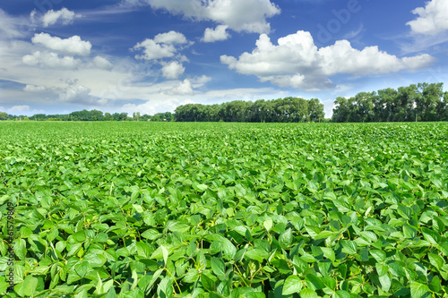 Soybean field