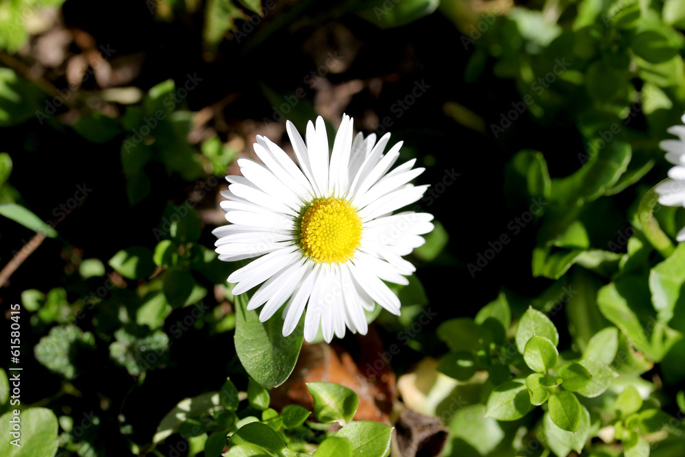 White Daisy
