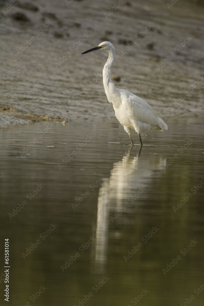 Aigrette garzette (Egretta garzetta - Little Egret) Aigrette garzette (Egretta garzetta - Little Egret)
