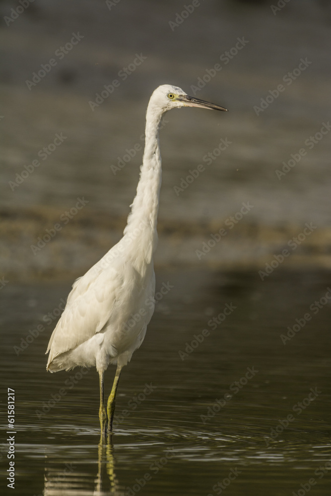 Aigrette garzette (Egretta garzetta - Little Egret) Aigrette garzette (Egretta garzetta - Little Egret)