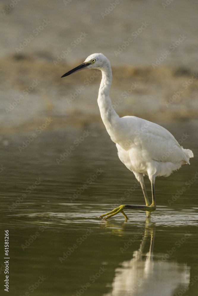 Aigrette garzette (Egretta garzetta - Little Egret) Aigrette garzette (Egretta garzetta - Little Egret)