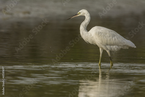 Aigrette garzette (Egretta garzetta - Little Egret) © Alonbou