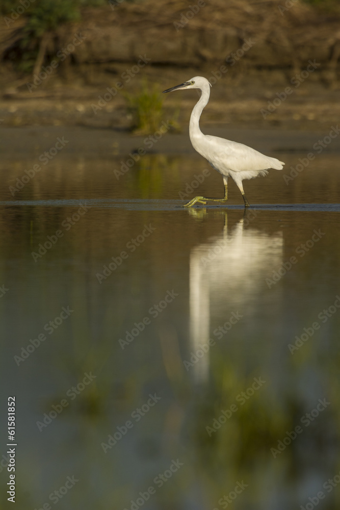 Aigrette garzette (Egretta garzetta - Little Egret) Aigrette garzette (Egretta garzetta - Little Egret)