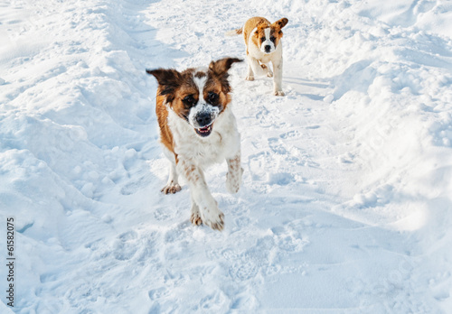Fototapeta Naklejka Na Ścianę i Meble -  St Bernard dogs