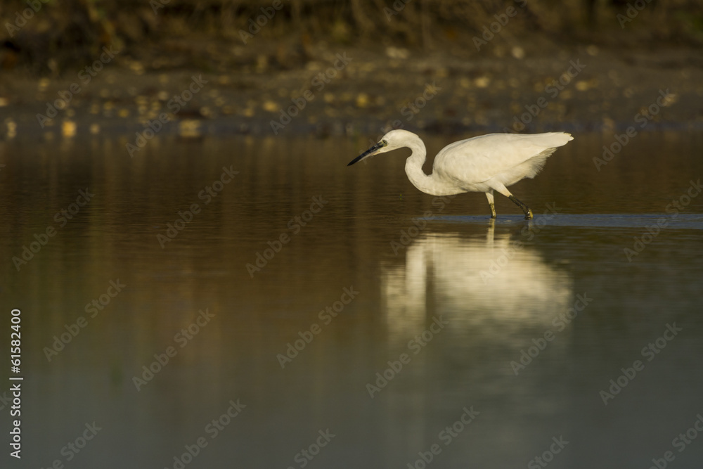 Aigrette garzette (Egretta garzetta - Little Egret) Aigrette garzette (Egretta garzetta - Little Egret)