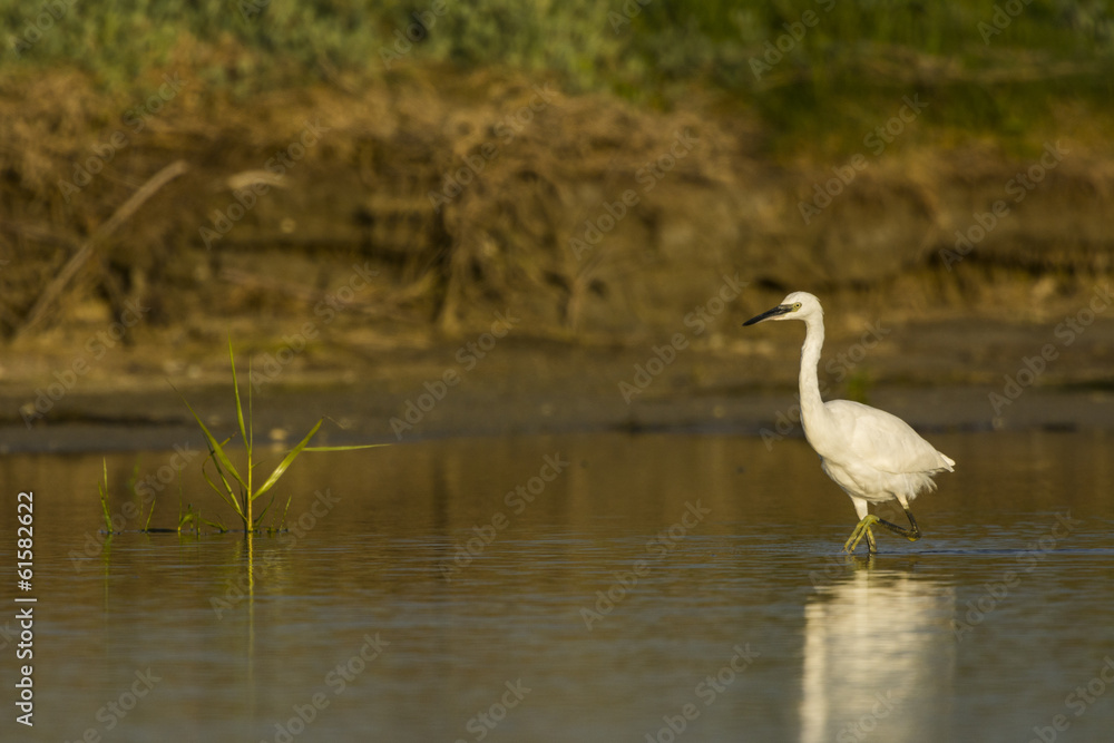 Aigrette garzette (Egretta garzetta - Little Egret) Aigrette garzette (Egretta garzetta - Little Egret)