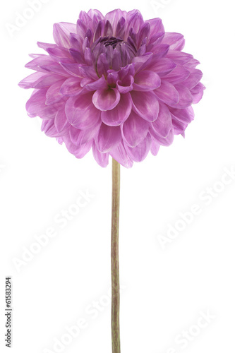 Fototapeta Naklejka Na Ścianę i Meble -  dahlia