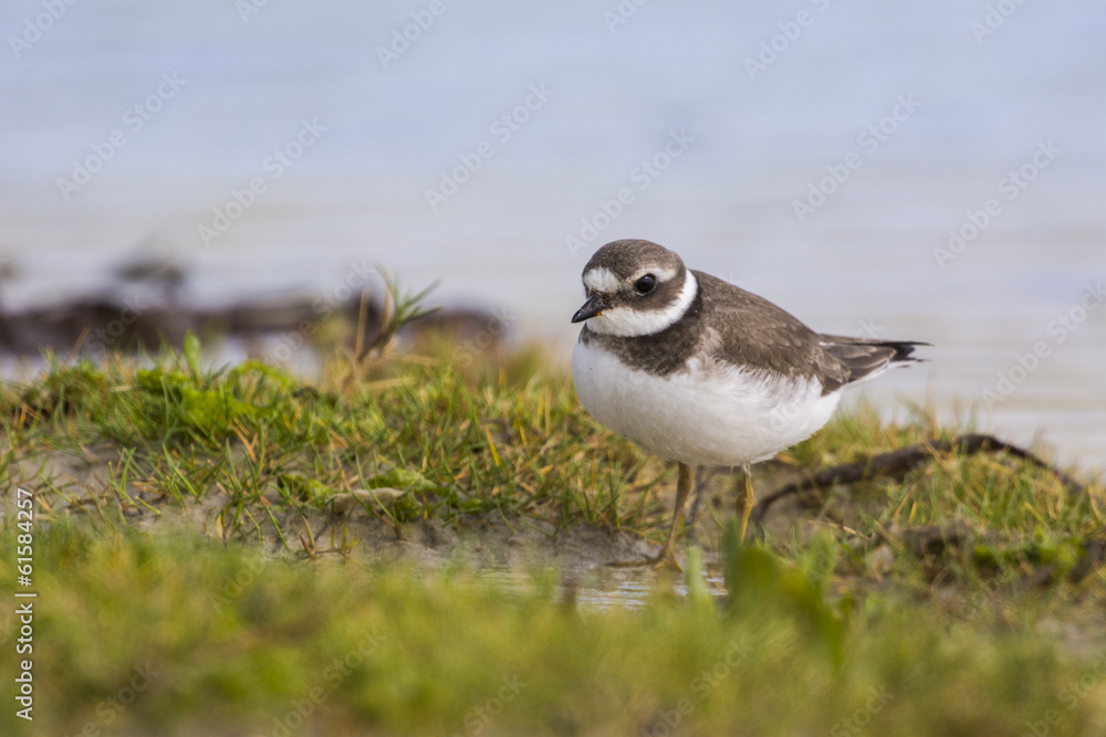 Grand Gravelot (Charadrius hiaticula - Common Ringed Plover) Grand Gravelot (Charadrius hiaticula - Common Ringed Plover)