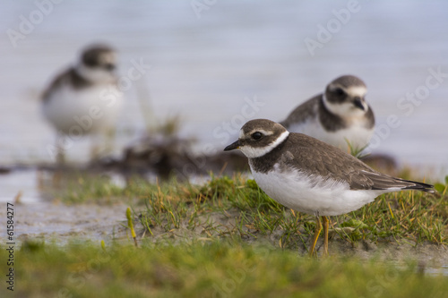 Grand Gravelot (Charadrius hiaticula - Common Ringed Plover) © Alonbou