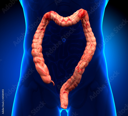 Colon Anatomy - real view photo