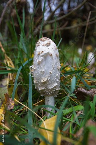 Seta Coprinus Comatus photo