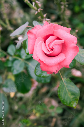 beautiful pink rose in garden