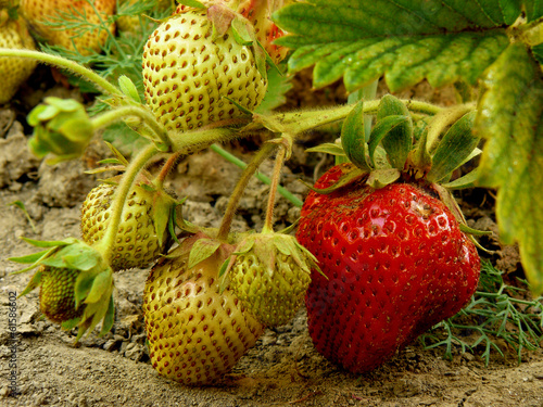 Foto ripening strawberry fruits on the branch
