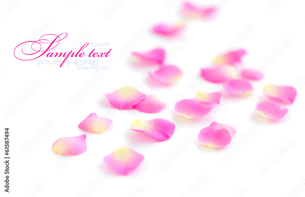 Petals of roses on a white background Petals of roses on a white background