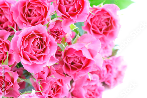Pink roses isolated on white background