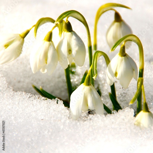 Schneeglöckchen im Schnee