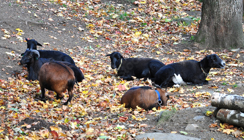 view of the goats on the farm photo