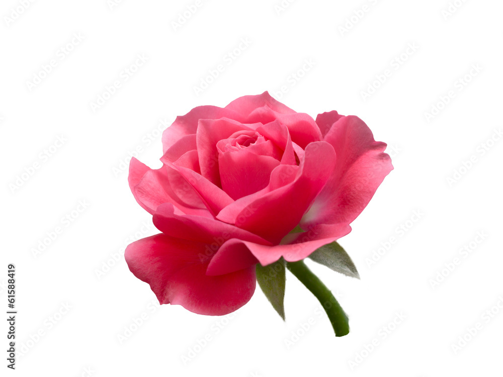 Fototapeta premium bright beautiful pink rose