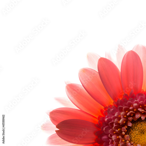 Fototapeta Naklejka Na Ścianę i Meble -  Pink flower petals.