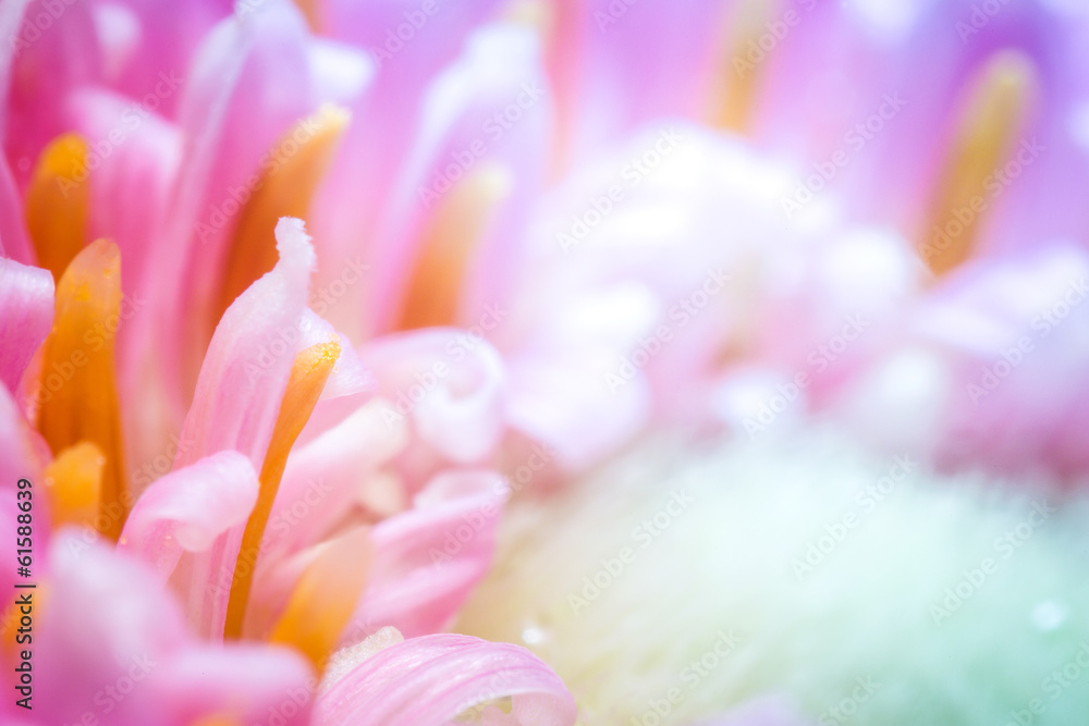 Colorful flower closeup.
